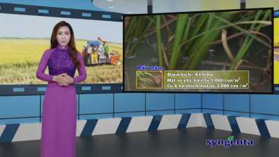 Thông tin dịch hại Nông nghiệp 20-01-2016