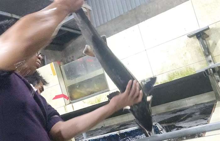 8-11 mẫu cá Tầm bán tại Hà Nội và thành phố Hồ Chí Minh nhập lậu từ Trung Quốc