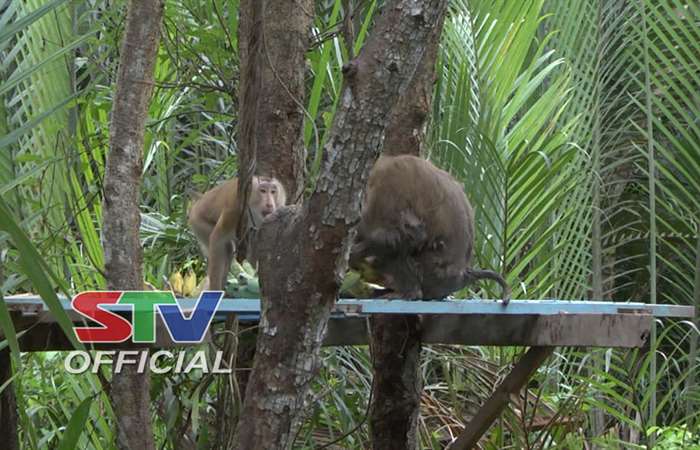 Bảo tồn đàn khỉ đuôi dài trong phát triển du lịch sinh thái ở Cù Lao Dung.  