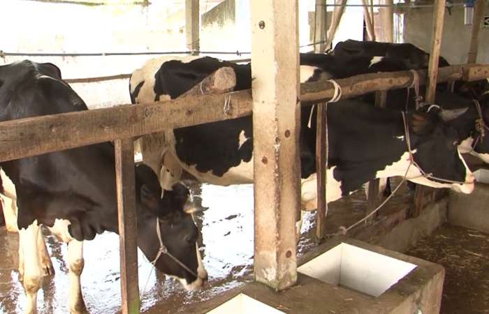 Biện pháp phòng bệnh viêm vú trên bò sữa