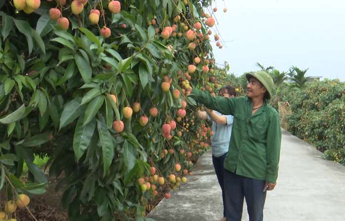 Bộ Công thương gỡ khó xuất khẩu vải sang Nhật