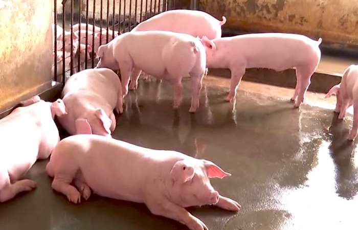 Bộ Y tế cảnh báo về bệnh liên cầu Lợn