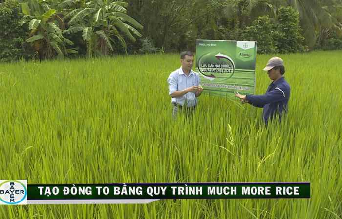 Cẩm nang nhà nông - Tạo đòng to bằng quy trình Much More Rice 09-11-2019