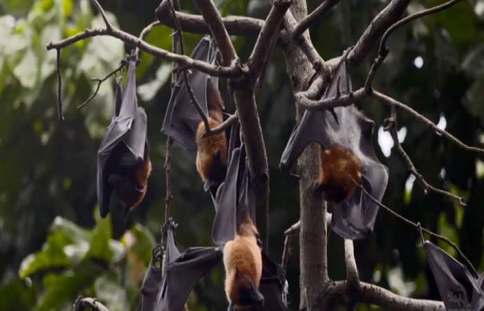 Cảnh báo bùng phát virus gây chết người Nipah
