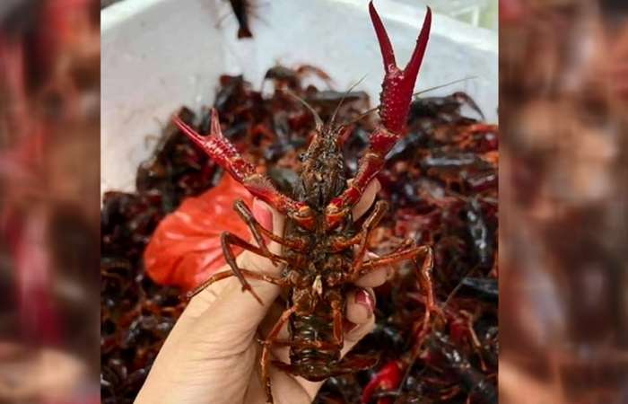 Cảnh báo nuôi tôm hùm đất