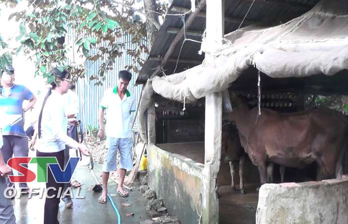 Cấp sổ quản lý giống Bò thịt của huyện Thạnh Trị