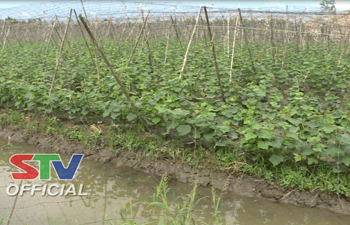 Cây dưa leo trên nền đất lúa