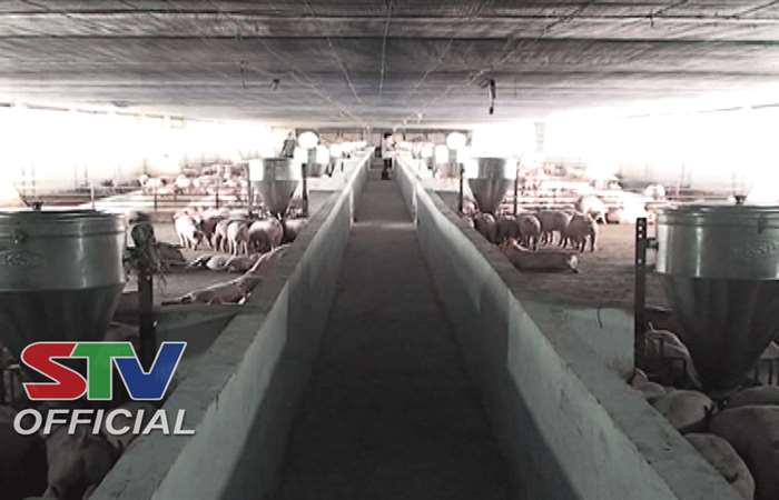 Châu Thành tăng cường kiểm soát, ngăn chặn bệnh dịch tả heo Châu Phi
