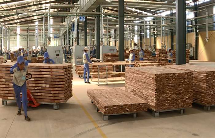 Chuẩn bị gần 650 triệu cây giống cho trồng rừng