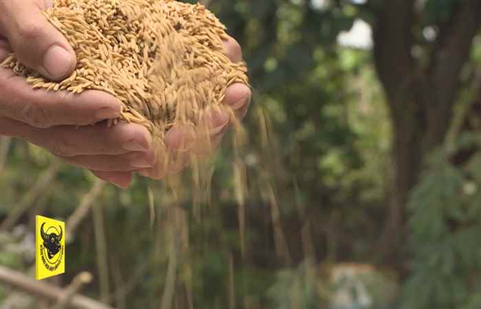 Chuyên mục Đồng hành cùng nhà nông - Sử dụng lúa giống chất lượng cao (09-02-2021)