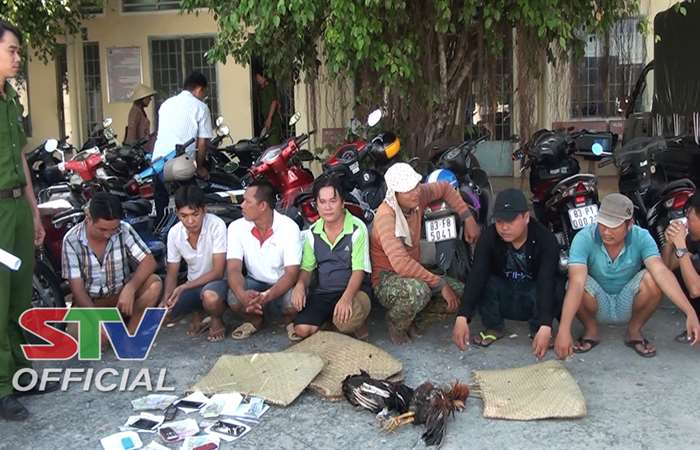 Công an Mỹ Tú bắt quả tang 9 đối tượng tổ chức đá gà ăn tiền