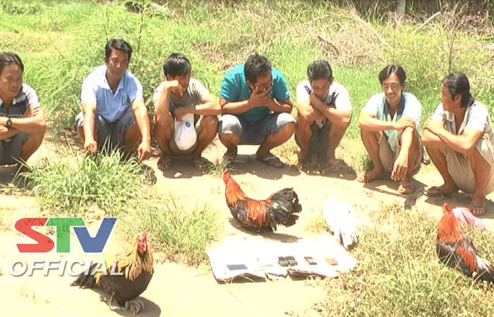 Công an Vĩnh Châu bắt quả tang 7 đối tượng đá gà ăn thua bằng tiền
