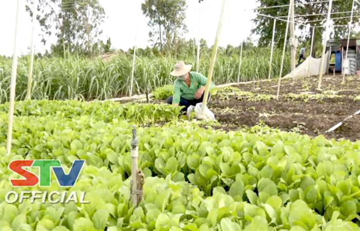 Cù Lao Dung: Sản xuất nông nghiệp đi đôi với phòng, chống dịch COVID-19