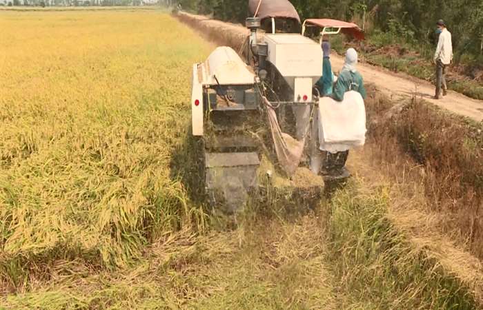 Đề xuất cho xuất khẩu gạo trở lại bình thường từ ngày 1 tháng 5