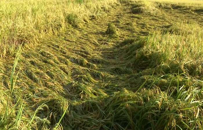 Đồng bằng sông Cửu Long thiệt hại lúa vì mưa