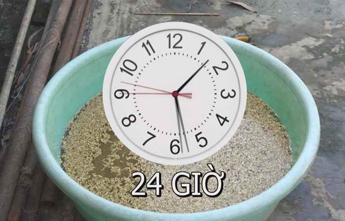 Đồng hành cùng nhà nông - Phương pháp xử lý lúa giống bằng Axit Nitric (02-02-2021)