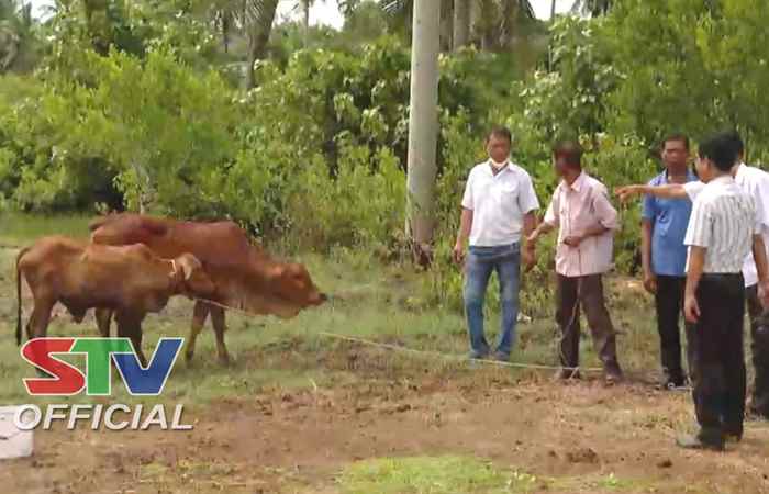 Dự án Phát triển chăn nuôi bò tiếp tục đồng hành cùng người chăn nuôi