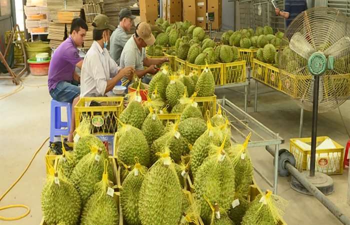 Hiệp định Thương mại tự do Việt Nam -EU tăng sức cạnh tranh cho trái cây Việt