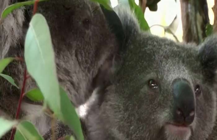 Gấu túi Koala có nguy cơ tuyệt chủng vào năm 2050