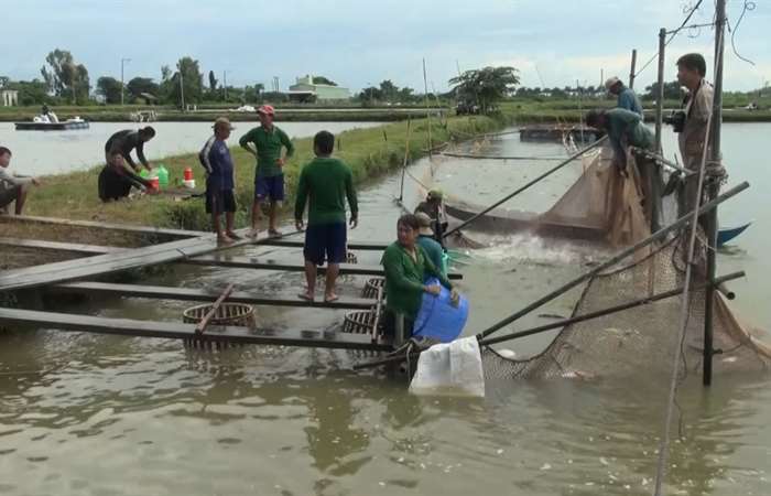 Giá cá tra tăng cao kỷ lục