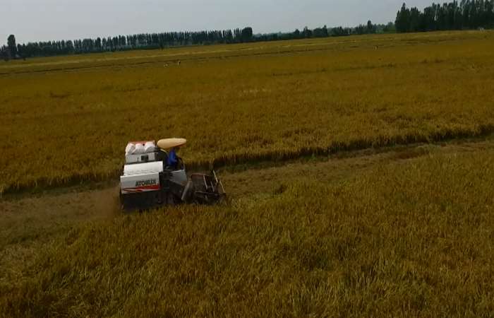 Giá gạo Việt Nam cao kỷ lục