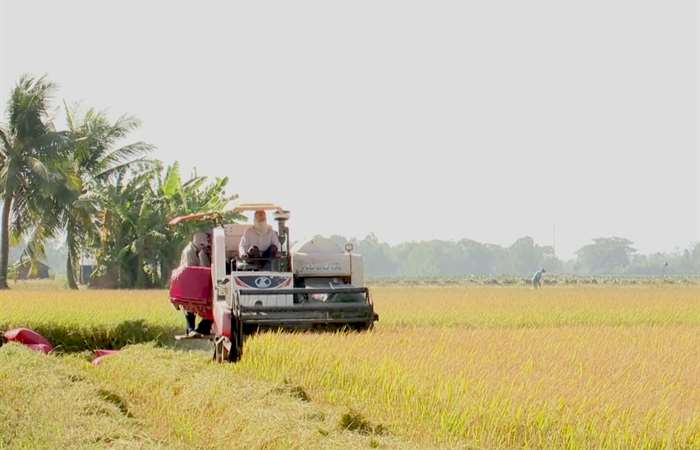 Giá gạo Việt Nam vượt đối thủ cạnh tranh