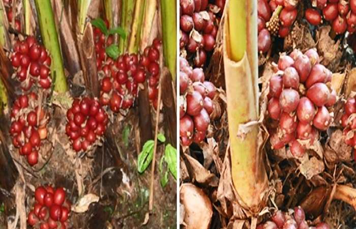 Giá thảo quả thấp kỷ lục