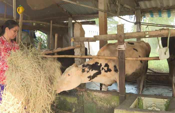 Chăn nuôi bò đem lại hiệu quả kinh tế cao (22-11-2023)