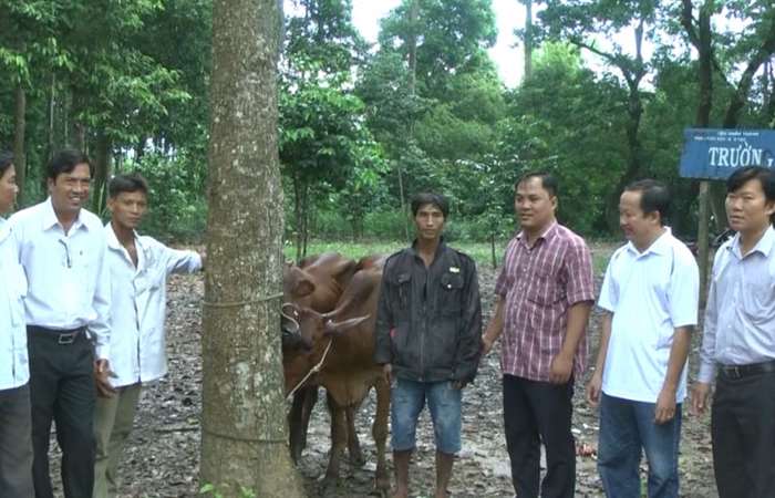 Giao bò sinh sản cho hộ nghèo, cận nghèo ở huyện Châu Thành 