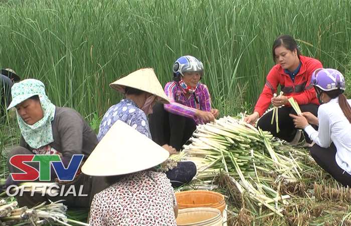 Hiệu quả công tác giảm nghèo ở Long Phú