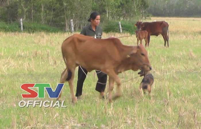 Hiệu quả của mô hình nuôi bò ở vùng đồng bào Khmer Thạnh Trị