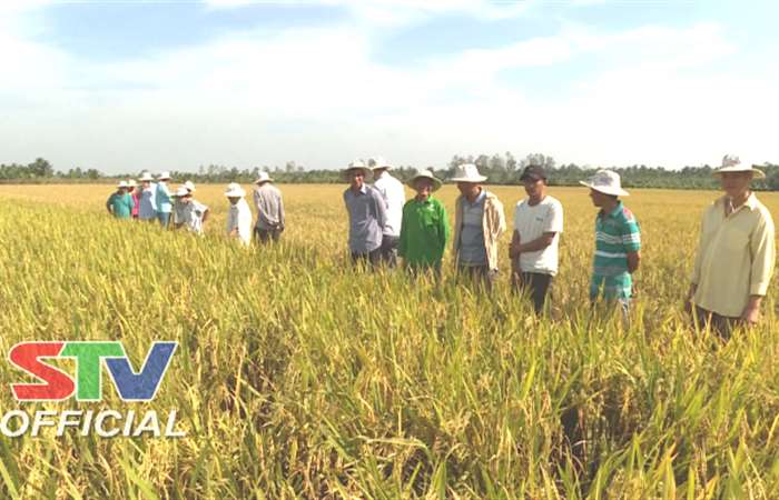 Hiệu quả từ mô hình lúa cấy của HTX nông nghiệp 22-12 xã Trinh Phú 