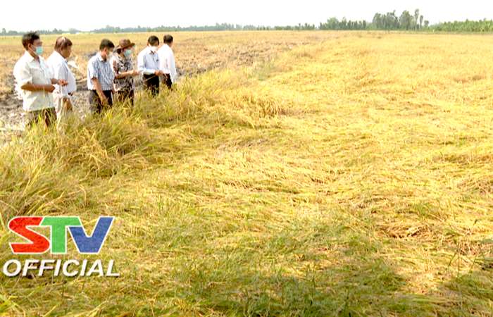 Mưa trái mùa làm hơn 5.000 ha lúa Đông Xuân ở Sóc Trăng bị đổ ngả 