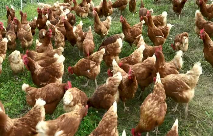 Hong Kong cảnh giác nguy cơ dịch cúm H5N8