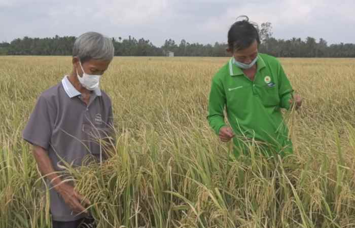 Thêm một vụ lúa thành công của HTX Nông nghiệp 22-12 xã Trinh Phú  