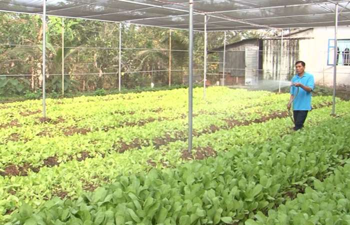Huyện Thạnh Trị với mô hình trồng rau sạch