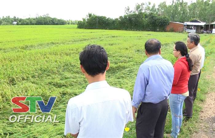 Khắc phục thiệt hại năng suất lúa đông xuân sau bão