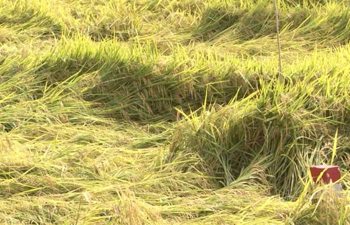 Khắc phục tình trạng lúa đổ ngã và phòng trừ sâu bệnh trên lúa hè thu.