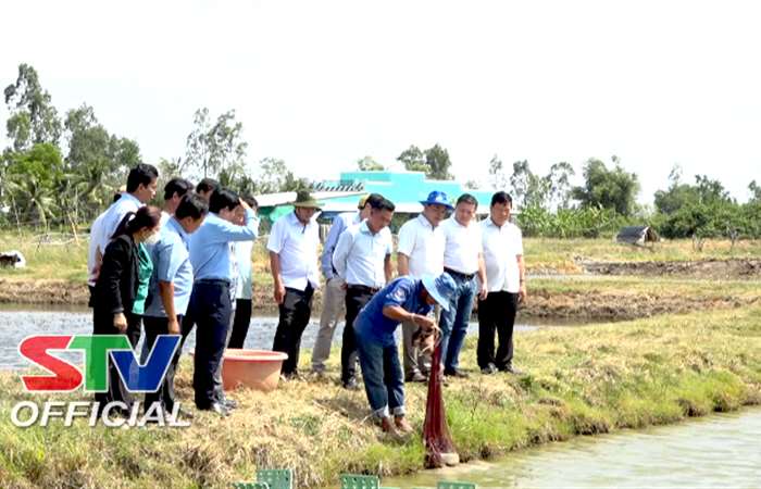 Khảo sát tình hình nuôi tôm nước lợ trên địa bàn huyện Mỹ Xuyên