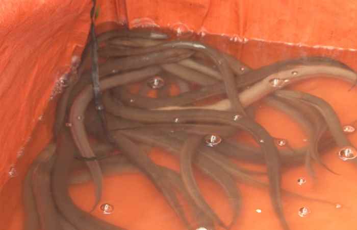 Khuyến Ngư - Kỹ thuật nuôi lươn không bùn (04-08-2020)