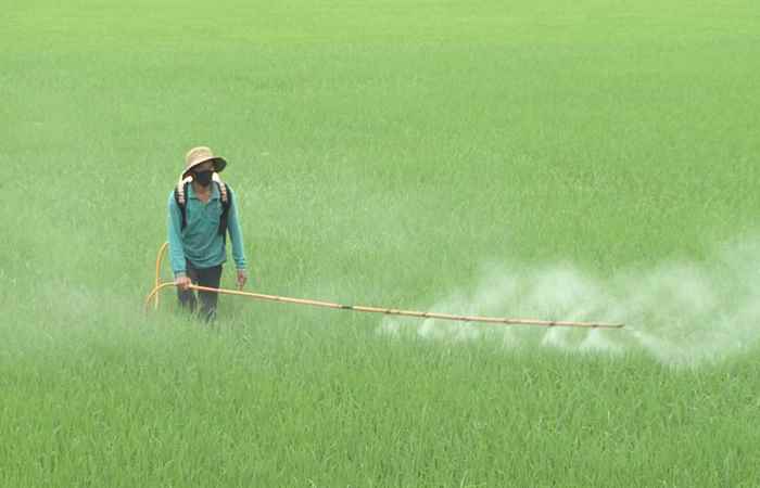 Khuyến nông - Quản lí dịch hại vụ lúa Đông Xuân 2020 – 2021 (15-12-2020)