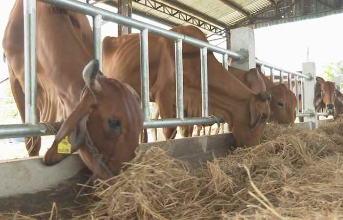 Chăm sóc và nuôi dưỡng bò cái sinh sản (09-08-20220