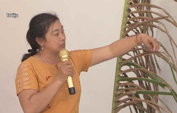  Giải pháp phòng trừ sâu đầu đen gây hại trên cây dừa (18-05-2021)