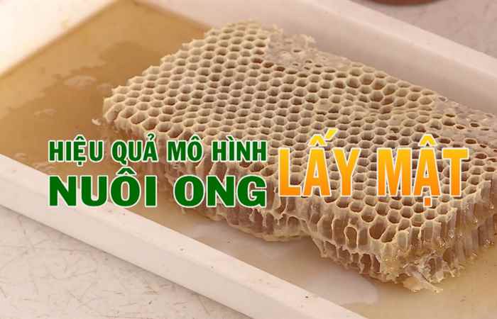 Khuyến nông - Hiệu quả mô hình nuôi ong lấy mật 18-02-2020