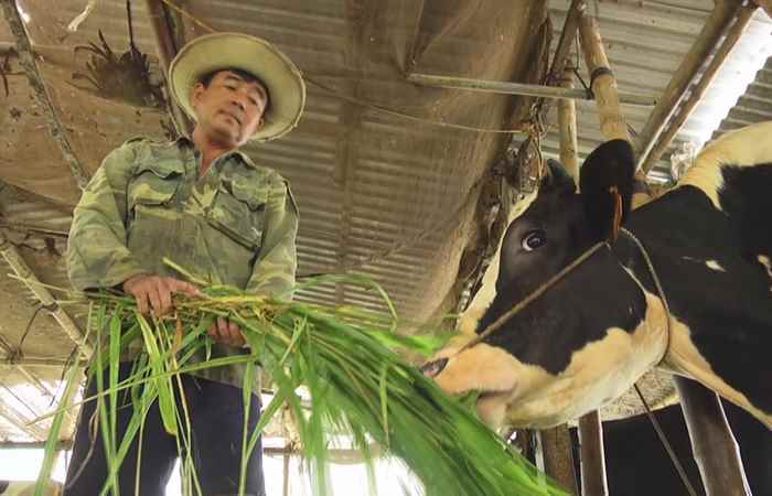 Khuyến nông - Phòng bệnh viêm chân móng và viêm vú trên đàn bò sữa (13-08-2019)