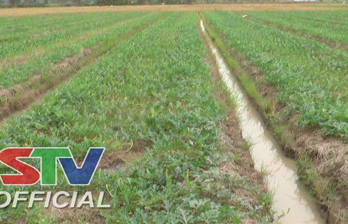 Lãnh đạo huyện Thạnh Trị kiểm tra tình hình sản xuất nông nghiệp.