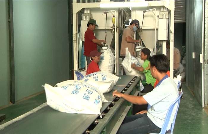 Long An phát triển vùng lúa chất lượng cao