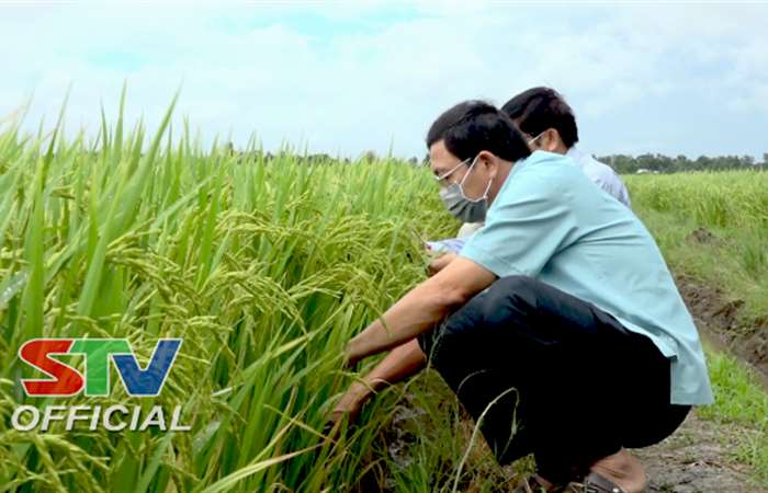 Long Phú chuẩn bị thu hoạch lúa hè thu năm 2021
