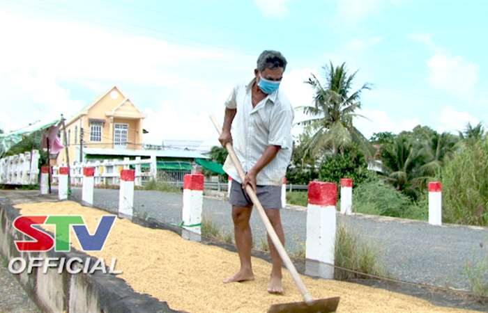 Long Phú tạo thuận lợi cho nông dân thu hoạch lúa hè thu
