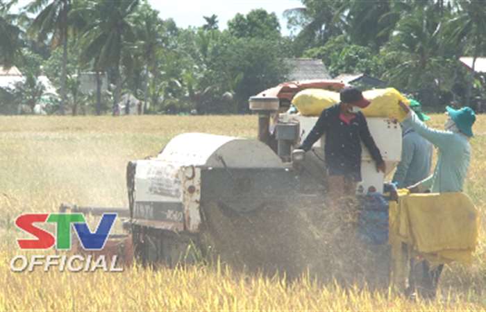 Long Phú thu hoạch được hơn 12.000ha lúa Hè Thu
